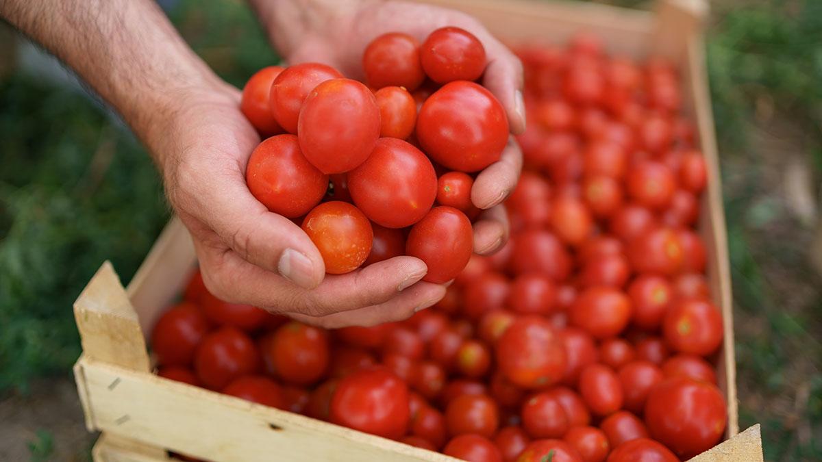 افزایش قیمت شدید گوجه فرنگی/ بحران گوجه فرنگی!