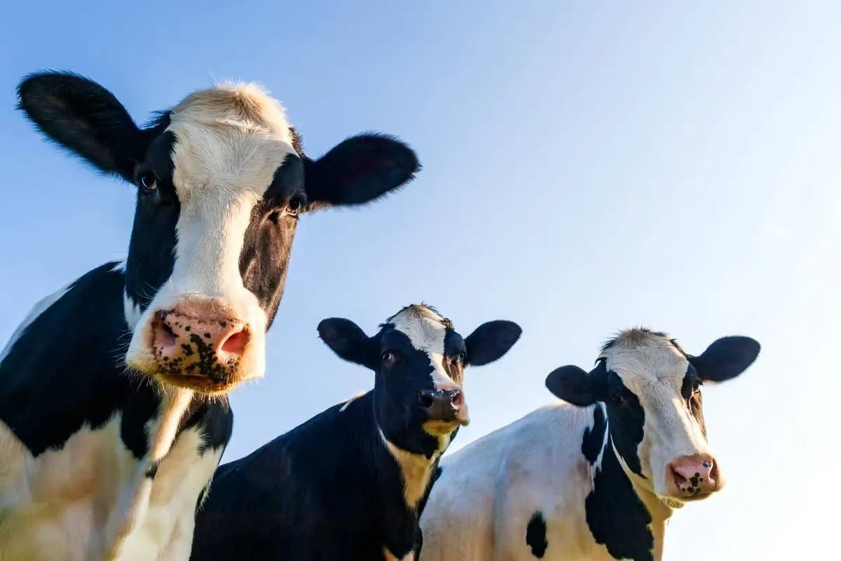 دانشمندان اولین گاو تراریخته جهان را به دنیا آوردند که قادر به تولید شیر حاوی انسولین بود.