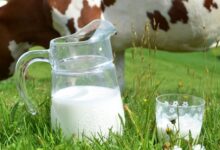احتمال ابتلا به تب مالت با مصرف شیر آلوده