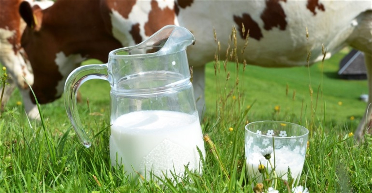 احتمال ابتلا به تب مالت با مصرف شیر آلوده