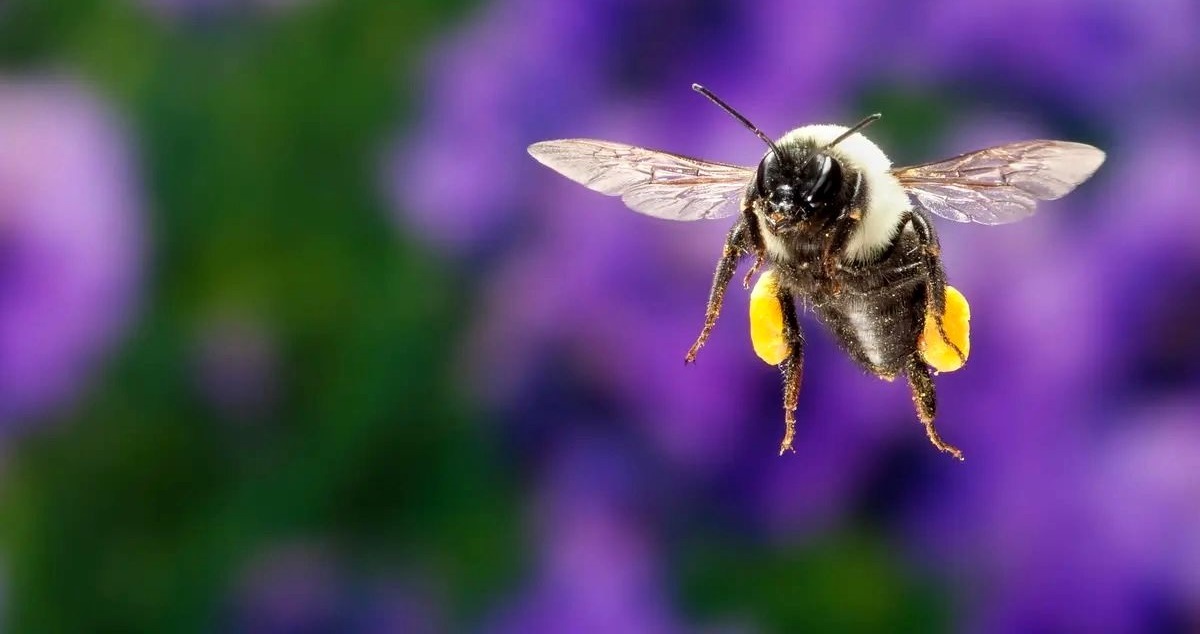 کشف تصادفی یک توانایی شگفت انگیز در زنبورها زندگی زیر آب!