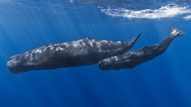 زبان نهنگ عنبر مانند زبان انسان "الفبایی" است (+ عکس)