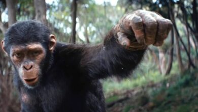فیلم "پادشاهی سیاره میمون ها" در صدر آمار فروش در سراسر جهان قرار دارد. 129 میلیون دلار برای هفته اول